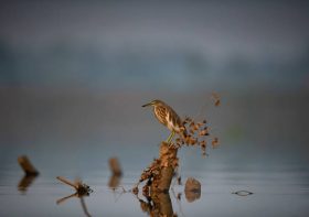 Are Zoo Photos able to Look Like Wildlife Photographs?