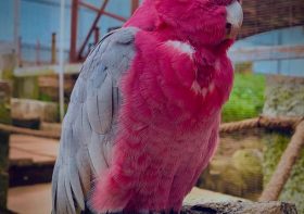 Cockatoo and Macaw: What is the difference?