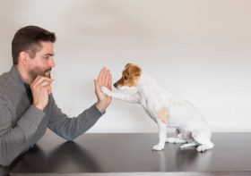 HOW TO STOP DOGS FROM LIKING