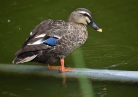 BIRD WELLBEING: WHY WELFARE ASSESSMENT IS NOT ALWAYS WATER OFF A DUCKS BACK