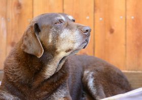 RECONNAISSANCE OF THE SIGNALS OF DOG AGEING