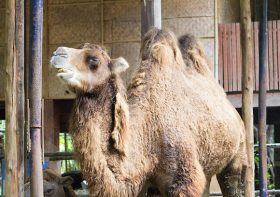 What’s the deal with CAMEL CARE and WELFARE?