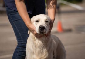 Take meaningful action against commercial breeders and cruelty to honor Puppy Mill Awareness Month.