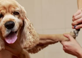 How to groom your dog at home in 10 steps